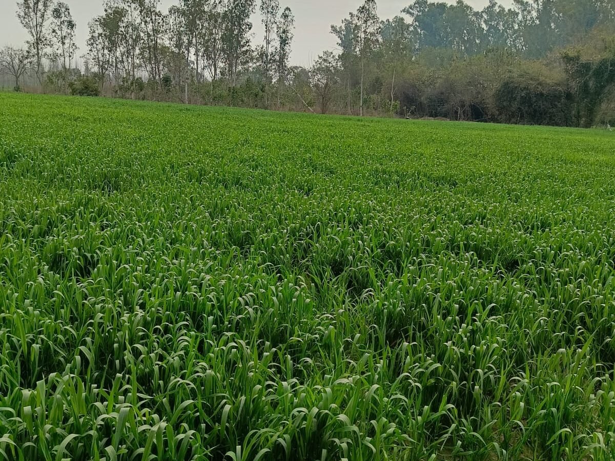 Agriculture Land